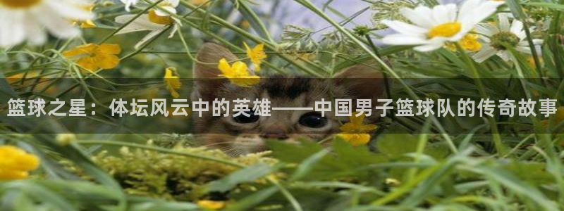 51视频在线直播nba：篮球之星：体坛风云中的英雄——中国男子篮球队的传奇故事